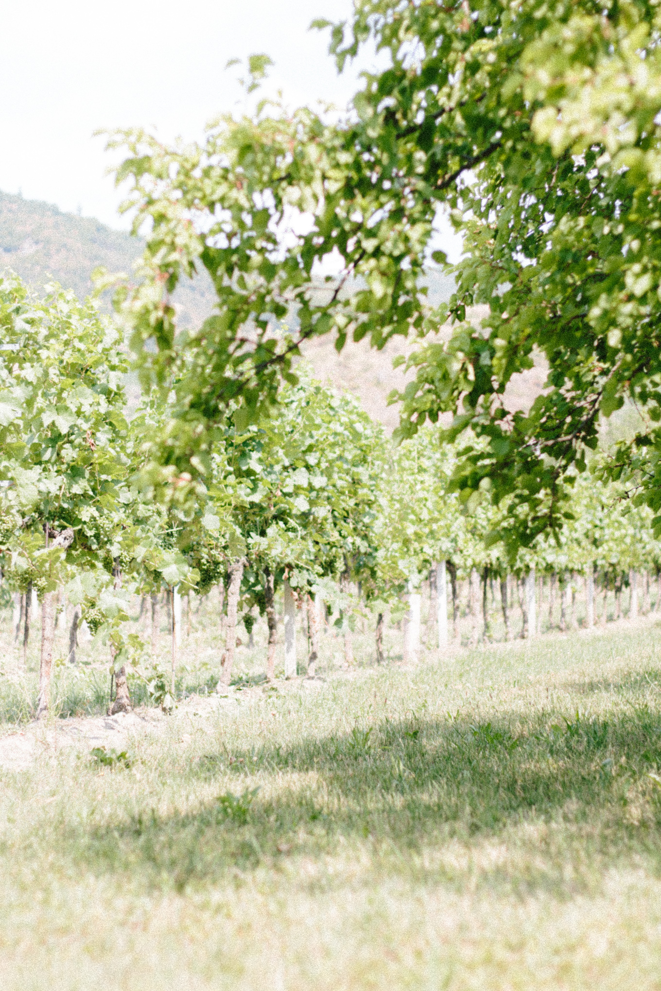 Veuve Clicquot Picknick Wachau 